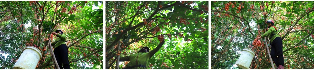 Beauty of burmese grape trees full of fruits in central mountainous district ảnh 8