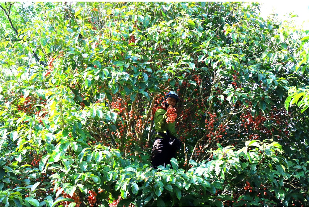Beauty of burmese grape trees full of fruits in central mountainous district ảnh 9