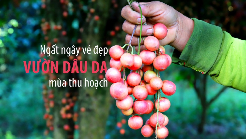 Beauty of burmese grape trees full of fruits in central mountainous district ảnh 1