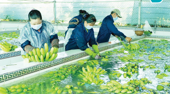 Coronavirus slashes farm produce export, businesses look forward to solutions ảnh 1