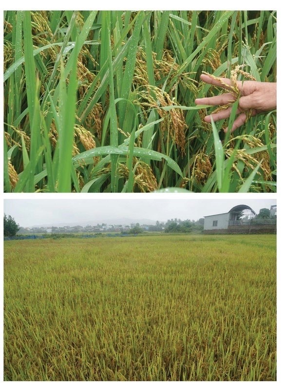Central region’s farmers flock to fields to save rice after storm ảnh 12