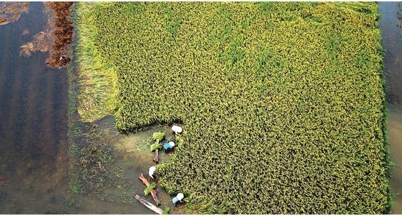 Central region’s farmers flock to fields to save rice after storm ảnh 14