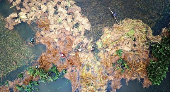 Central region’s farmers flock to fields to save rice after storm ảnh 15