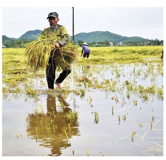 Central region’s farmers flock to fields to save rice after storm ảnh 16
