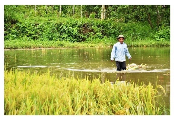 Central region’s farmers flock to fields to save rice after storm ảnh 18