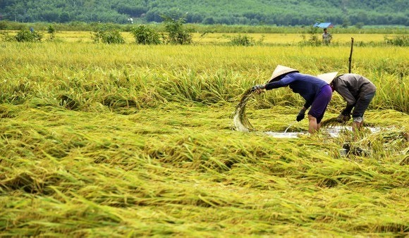 Central region’s farmers flock to fields to save rice after storm ảnh 19