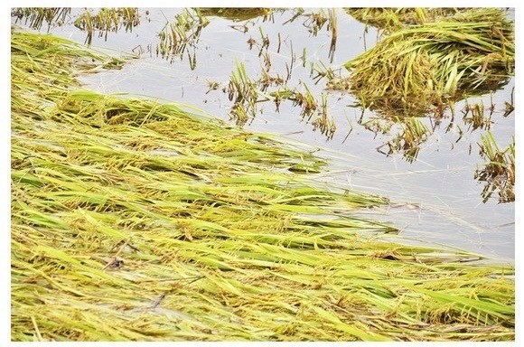 Central region’s farmers flock to fields to save rice after storm ảnh 20