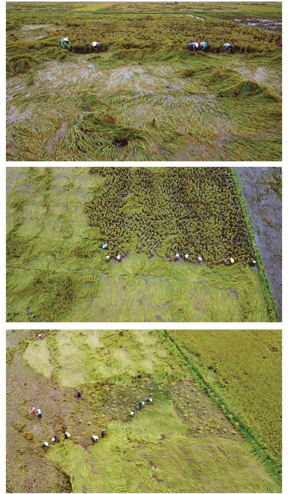 Central region’s farmers flock to fields to save rice after storm ảnh 2