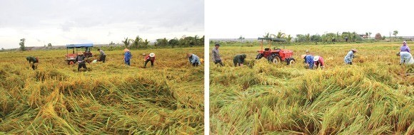 Central region’s farmers flock to fields to save rice after storm ảnh 3