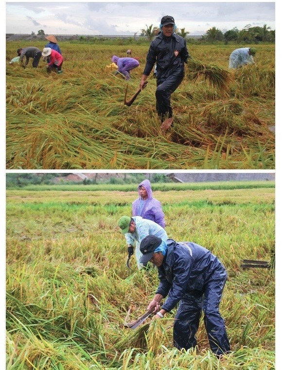 Central region’s farmers flock to fields to save rice after storm ảnh 4