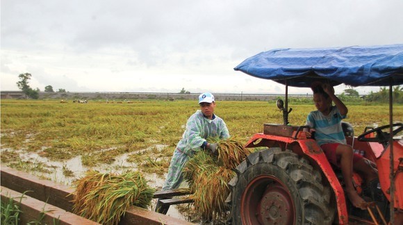 Central region’s farmers flock to fields to save rice after storm ảnh 6