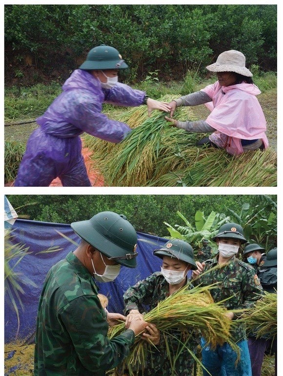 Central region’s farmers flock to fields to save rice after storm ảnh 8