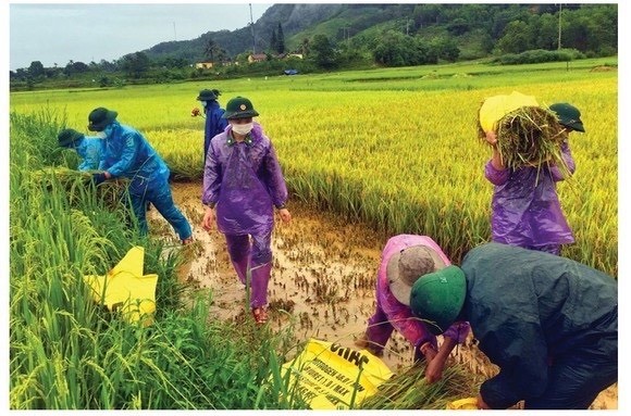 Central region’s farmers flock to fields to save rice after storm ảnh 7