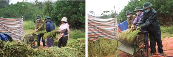 Central region’s farmers flock to fields to save rice after storm ảnh 9