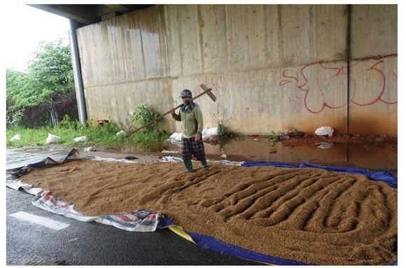 Central region’s farmers flock to fields to save rice after storm ảnh 10