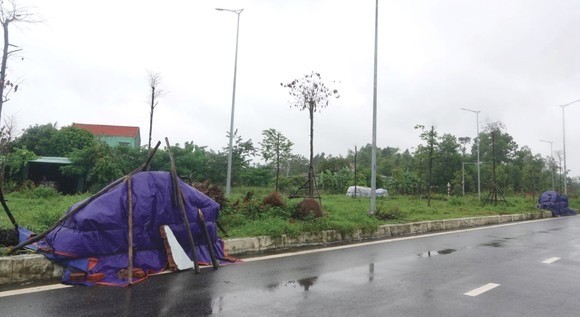 Central region’s farmers flock to fields to save rice after storm ảnh 11