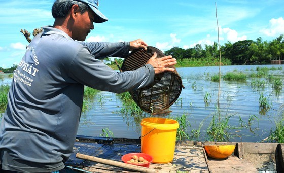 Earning activities of Mekong Delta’s locals during late flood ảnh 5