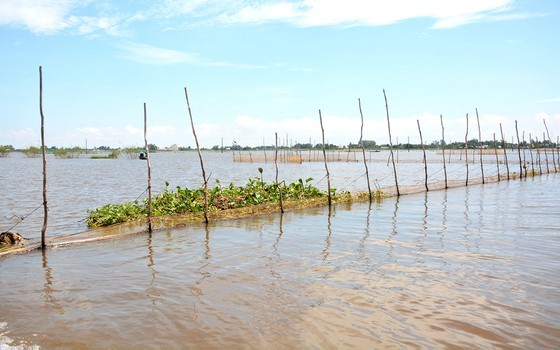 Earning activities of Mekong Delta’s locals during late flood ảnh 1