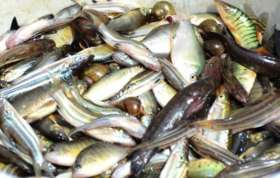 Earning activities of Mekong Delta’s locals during late flood ảnh 6