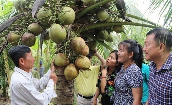 Tra Vinh’s wax coconut enters Australian market ảnh 1