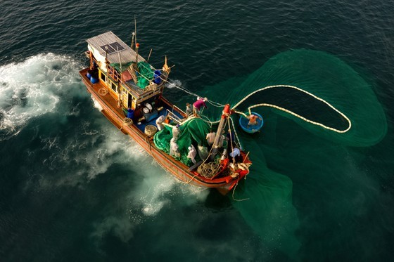 Fishing season of anchovy in Phu Yen ảnh 2