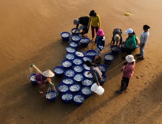 Fishing season of anchovy in Phu Yen ảnh 4