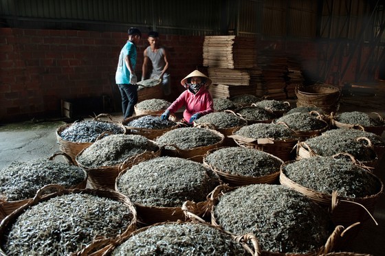 Fishing season of anchovy in Phu Yen ảnh 5