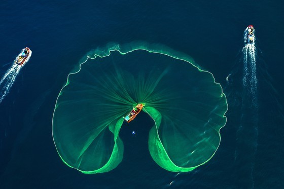 Fishing season of anchovy in Phu Yen ảnh 1