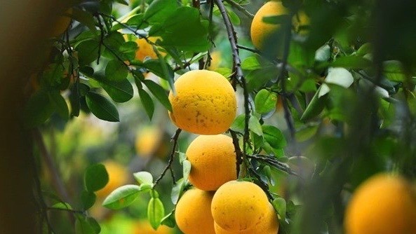 US allows import of Vietnam’s pomelos ảnh 1