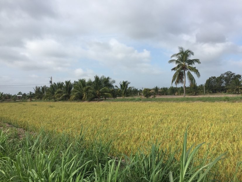 Vinh Long to host fifth Vietnam Rice Festival ảnh 1