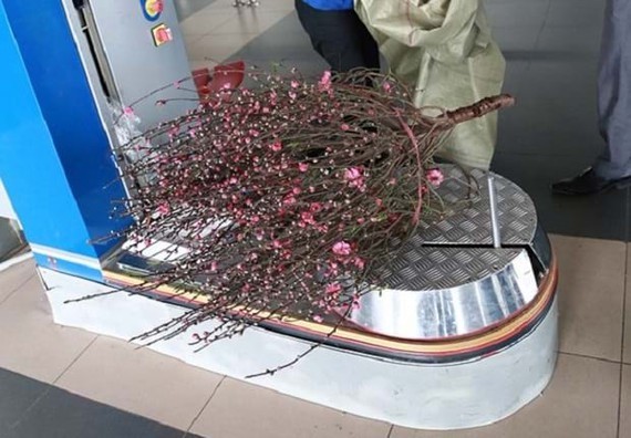 Local airlines starts transport service of apricot, peach blossoms for Tet ảnh 1