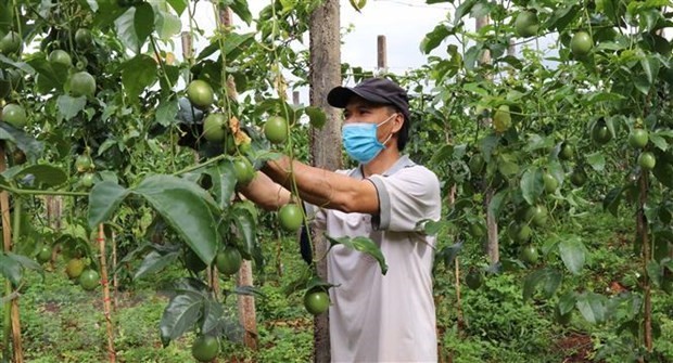 Vietnam pilots exporting passion fruits to China ảnh 1
