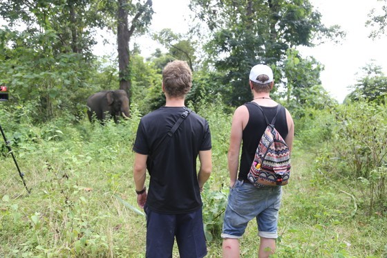 Dak Lak lays out fruit buffet for domesticated elephants on World Elephant Day ảnh 6