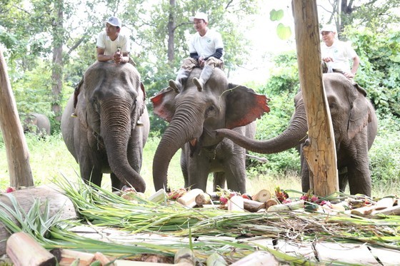 Dak Lak lays out fruit buffet for domesticated elephants on World Elephant Day ảnh 3