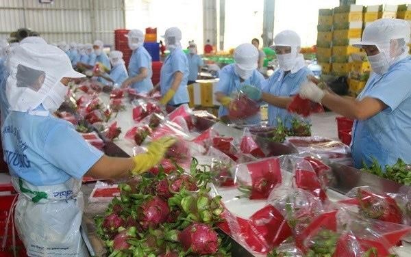 Vietnamese fruits successfully enter challenging markets: Malaysian news agency ảnh 1