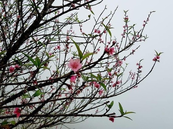 Government approves 7-day Tet break ảnh 1