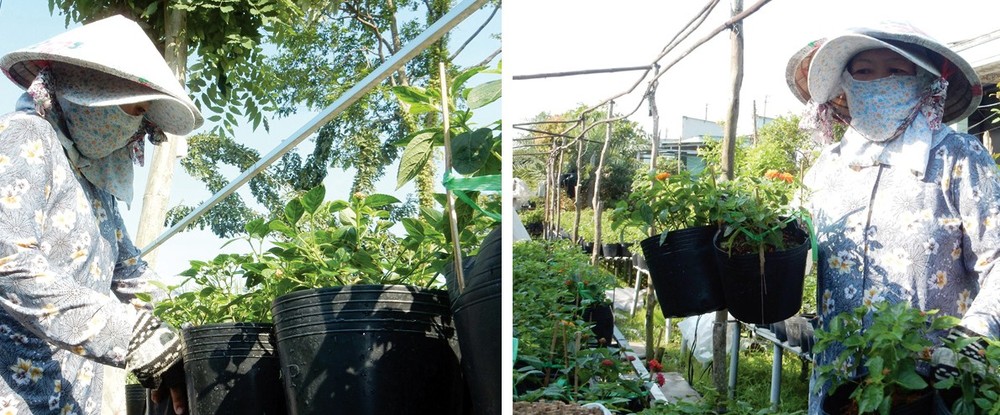 Ms. Nguyen Thi My, a flower grower, is caring for Lantana camara flowers.