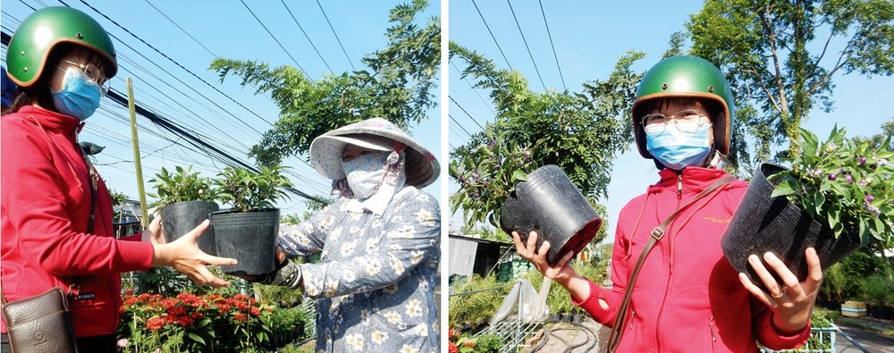 Visitors buy purple ornamental chili peppers growing from pots.