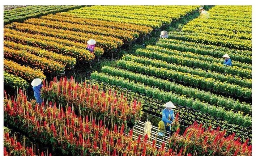 Sa Dec flower village provides tens of thousands of marigold flower pots of various kinds to the market.