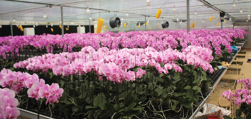 More than 30,000 colorful orchid plants are blooming at the Bac Huong Hoa Science and Technology Research and Application Station.