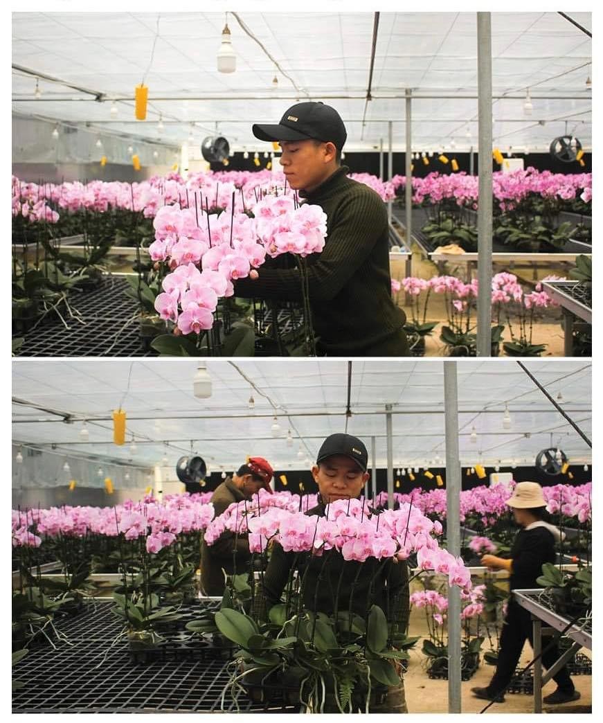 Traders purchase flowers to transport to provinces and cities.