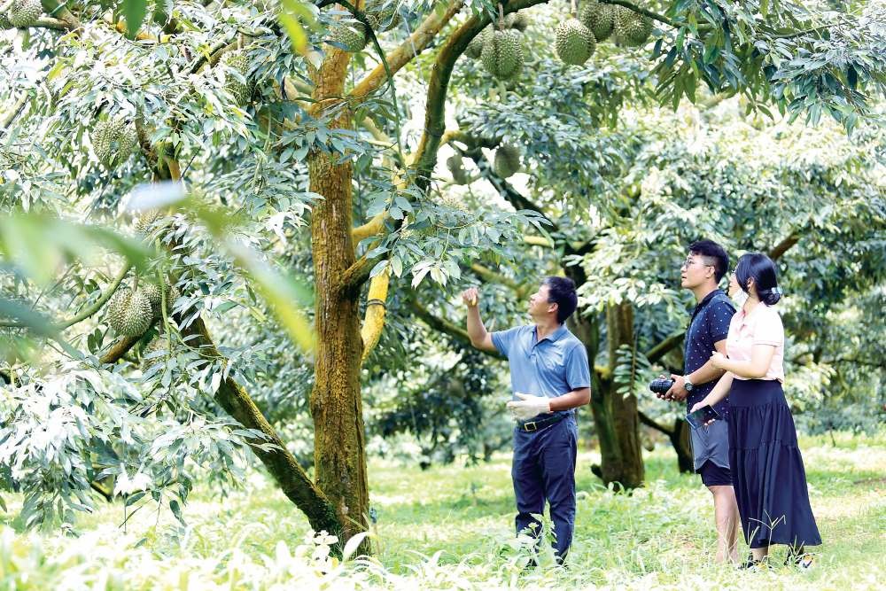 The lives of people in Krong Pak district in the Central Highlands province of Dak Lak have changed remarkably thanks to the "king of fruits", durian. (Photo: SGGP)