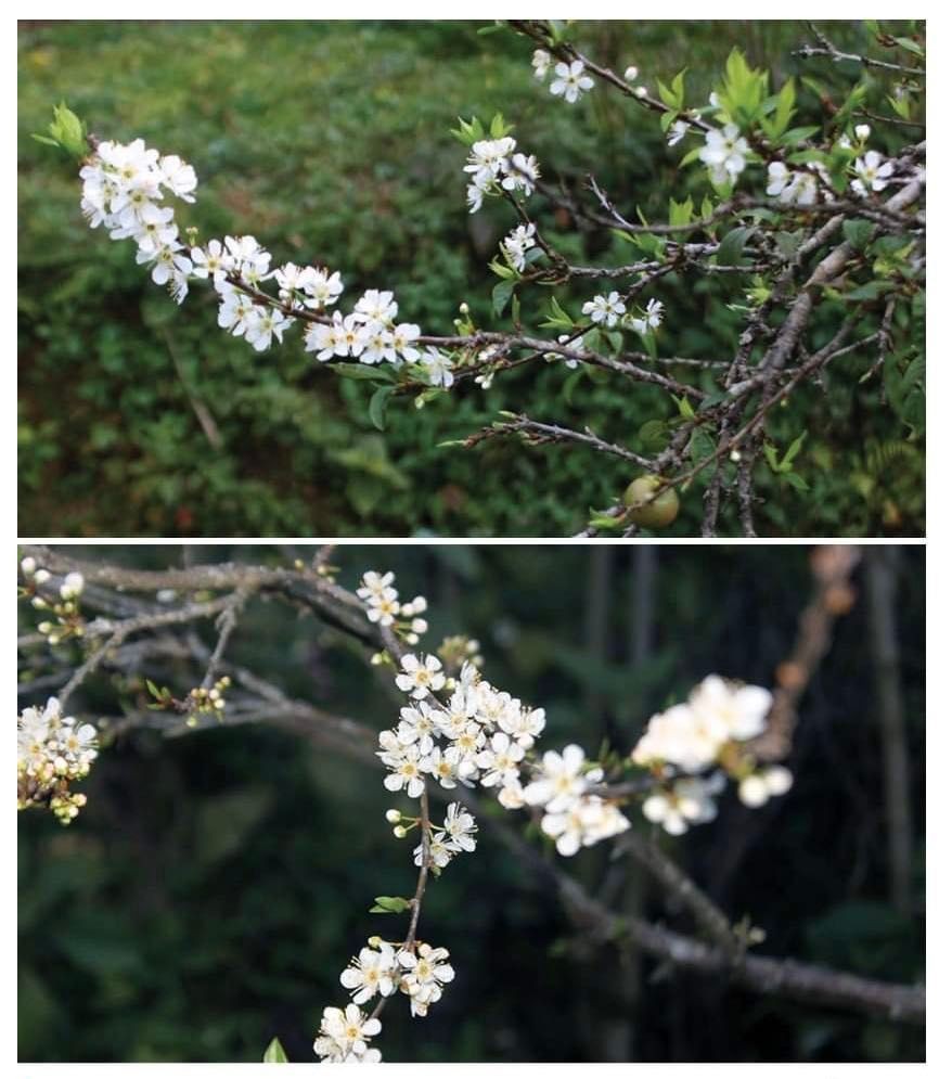 Everywhere is pure white with plum flowers.