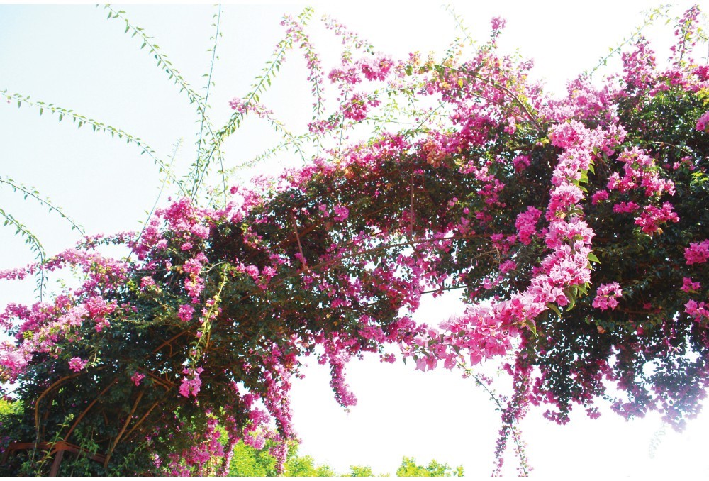 Paper flower climbing on top of arch gate