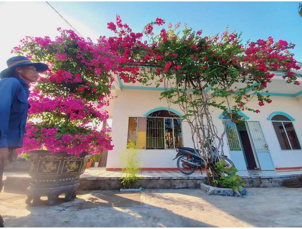 The beautiful pink violet and dark red 23-year-old Bougainvillea tree of Mr. Pham Van Trai