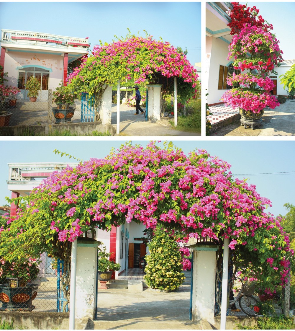 7-year-ol bougainvillea plant arch at the entrance of the house