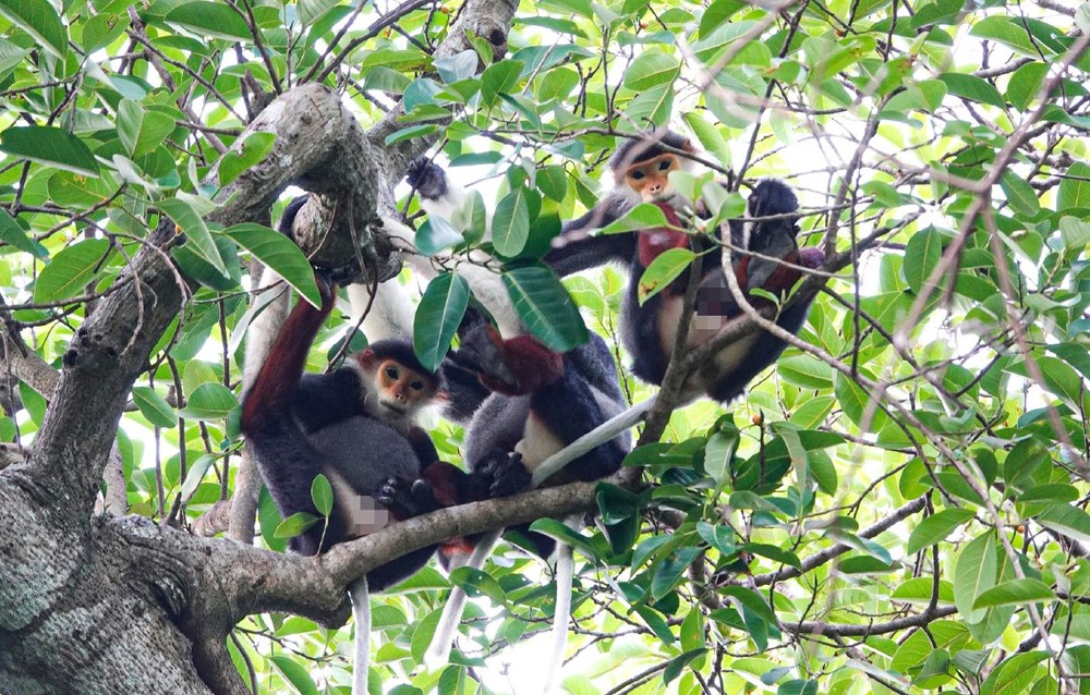 Red-shanked douc langurs live in familiar groups and troops.