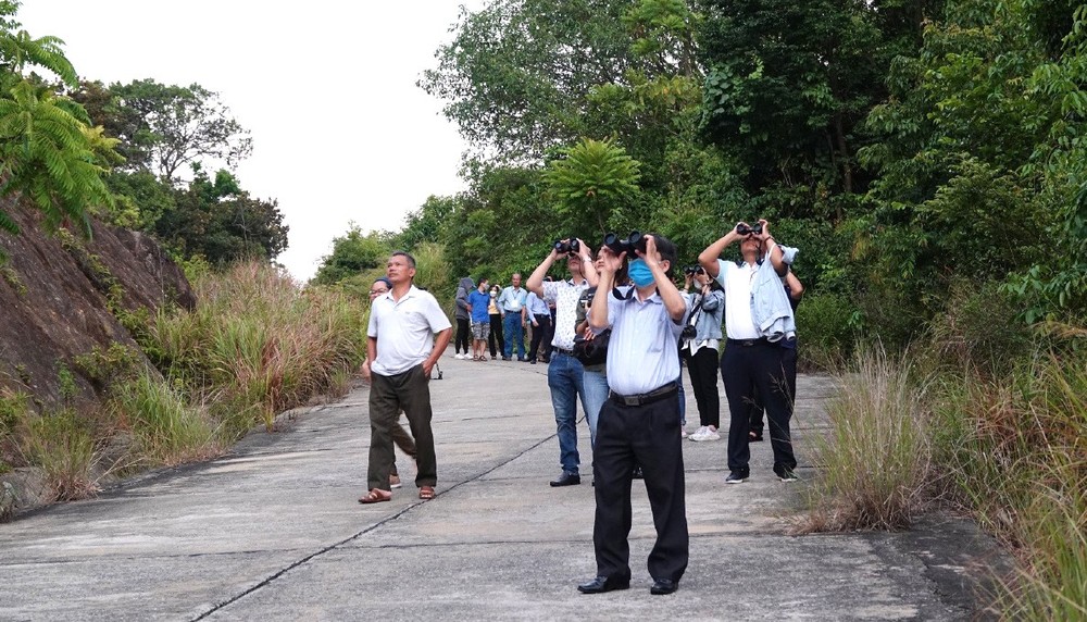 Professional and amateur photographers often visit Son Tra Peninsula in the early morning and in the twilight to take beautiful pictures of langurs.
