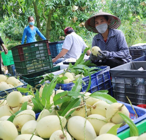 Dong Thap currently has more than 14,000 hectares of mango and an output of nearly 137,000 tons per year. (Photo: SGGP)