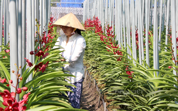 HCMC's flower and ornamental plant production sector has attracted 2,500 farmer households, with a total farming area of about 2,000 hectares. (Photo: danviet.vn)